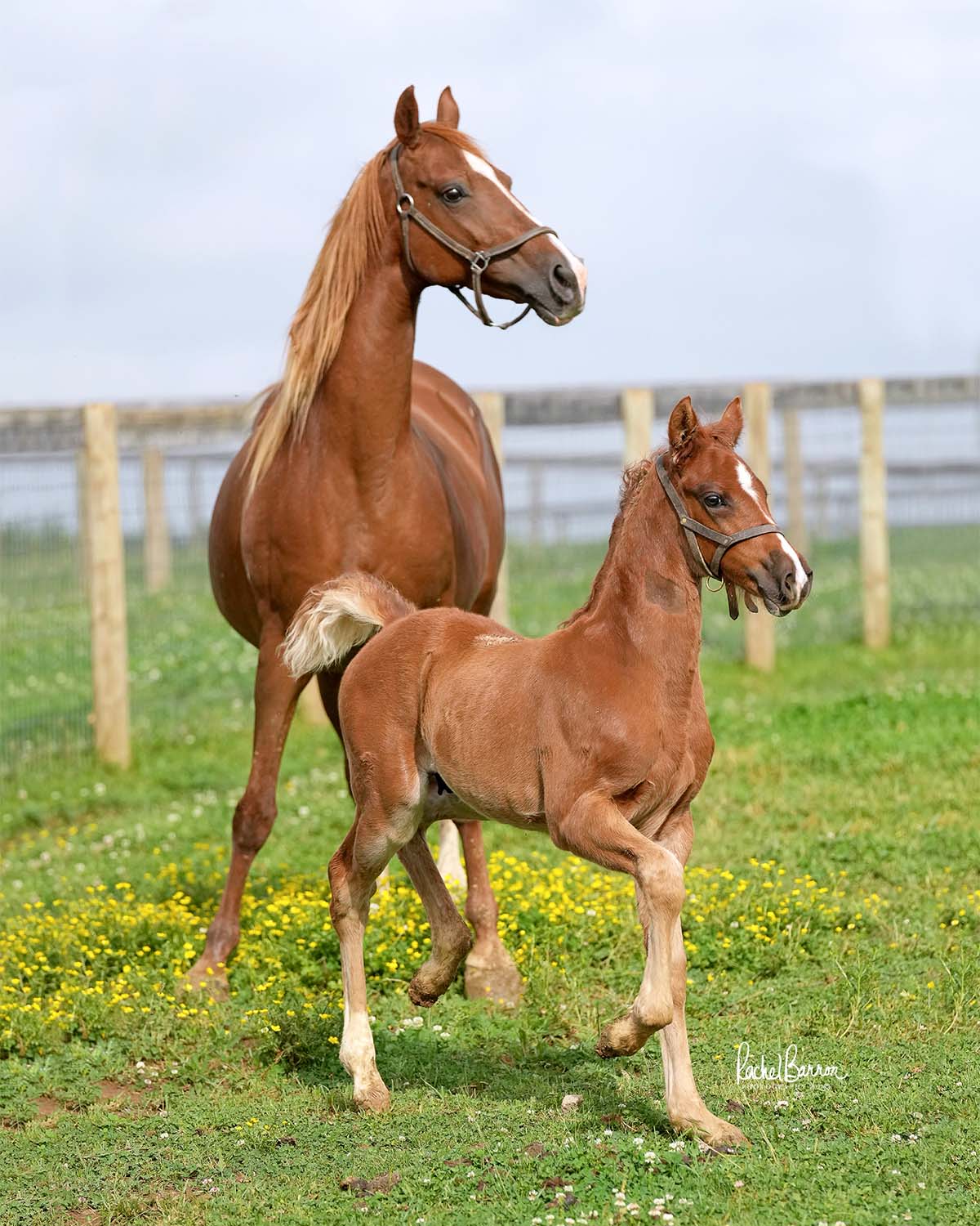 Mare and Foal Playing