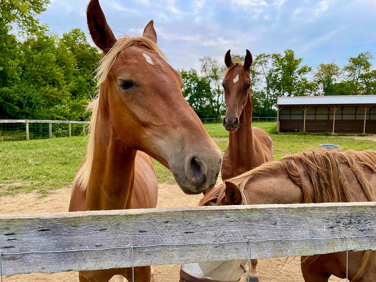 Three Retired Horses