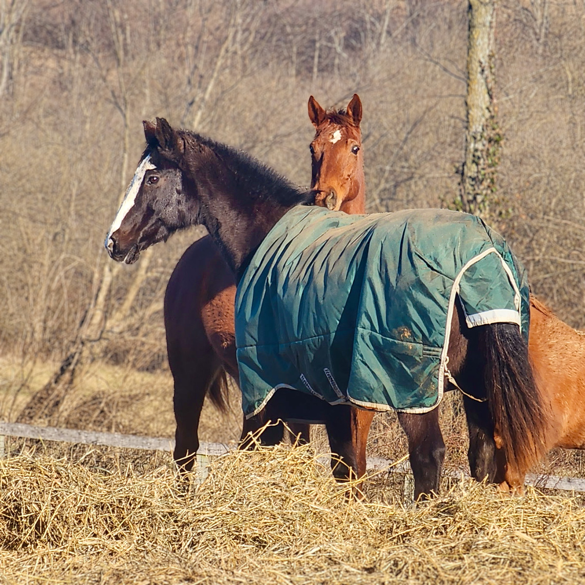 Horse wearing a blanket on a cold winter's day.