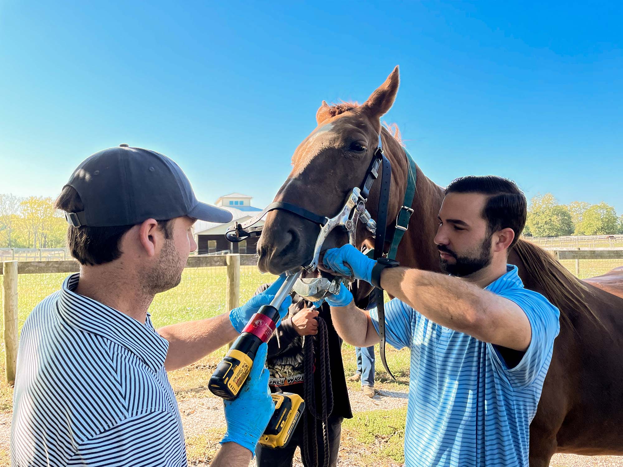 Dental Care for Horses