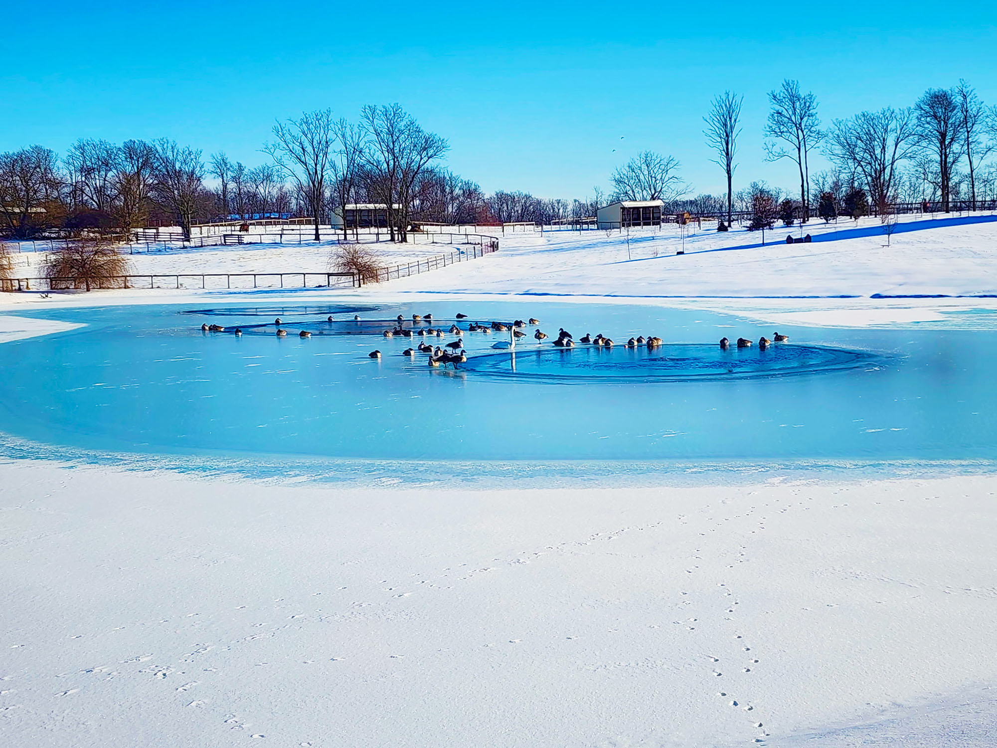 Ducks enjoying the frozen pond in the snow at Aurora Farms in winter.
