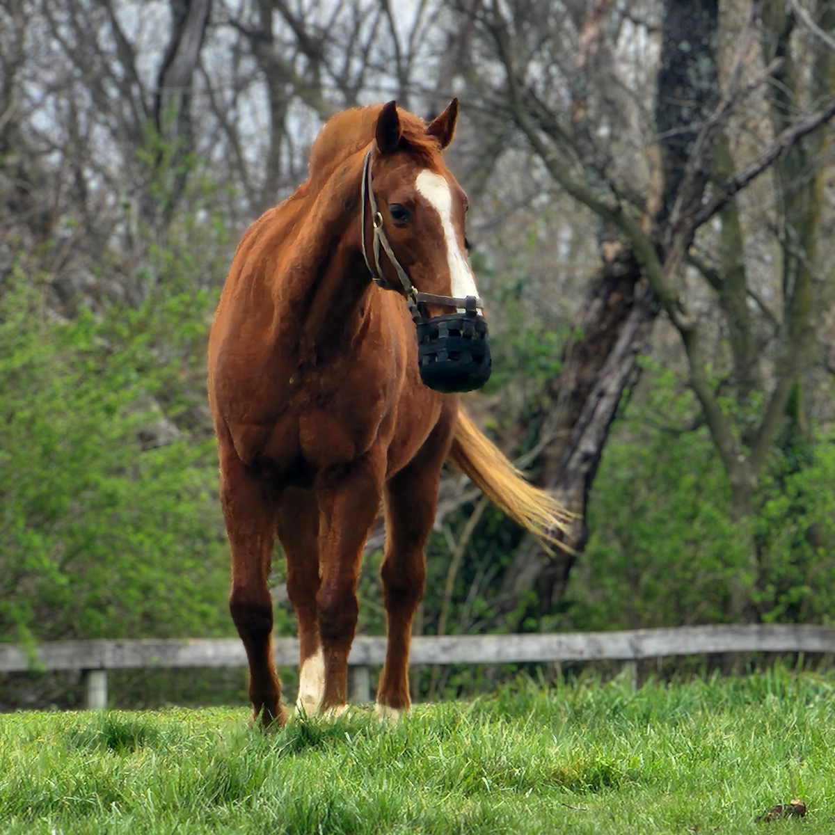 A horse in a pasture wearing a grazing muzzle.