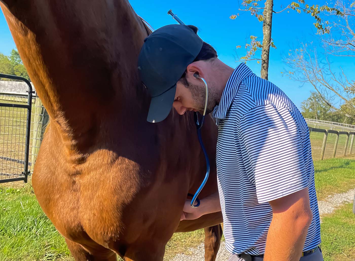 Checkup in the Pasture