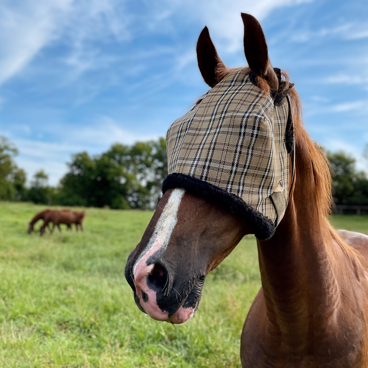 Horse with a Fly Mask on a clear summer morning.