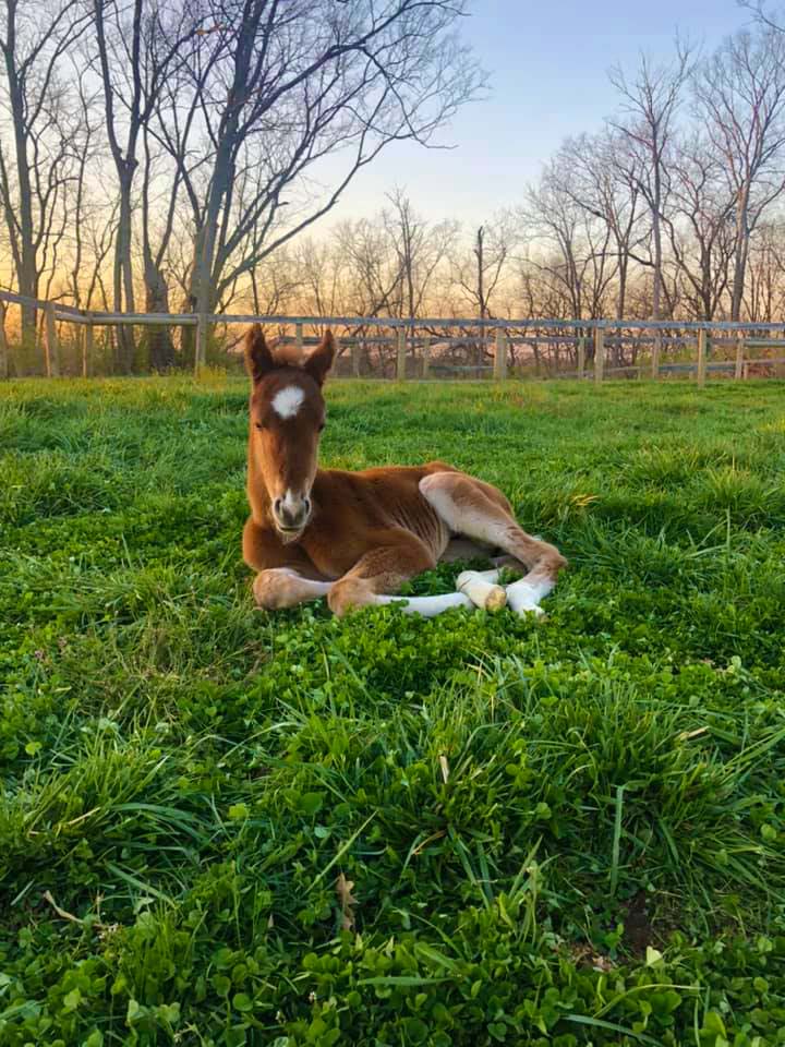Foal in the Grass