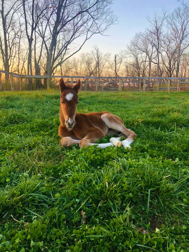Foal in the Grass