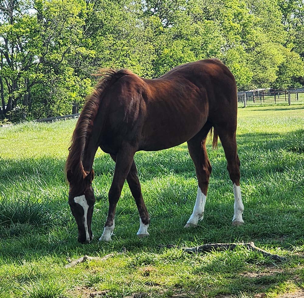 A horse grazing alone on the shade of some trees on a summer day.
