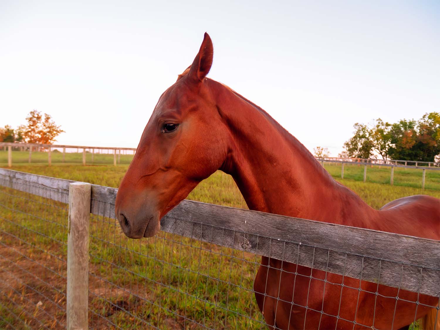 Horse at Sunrise