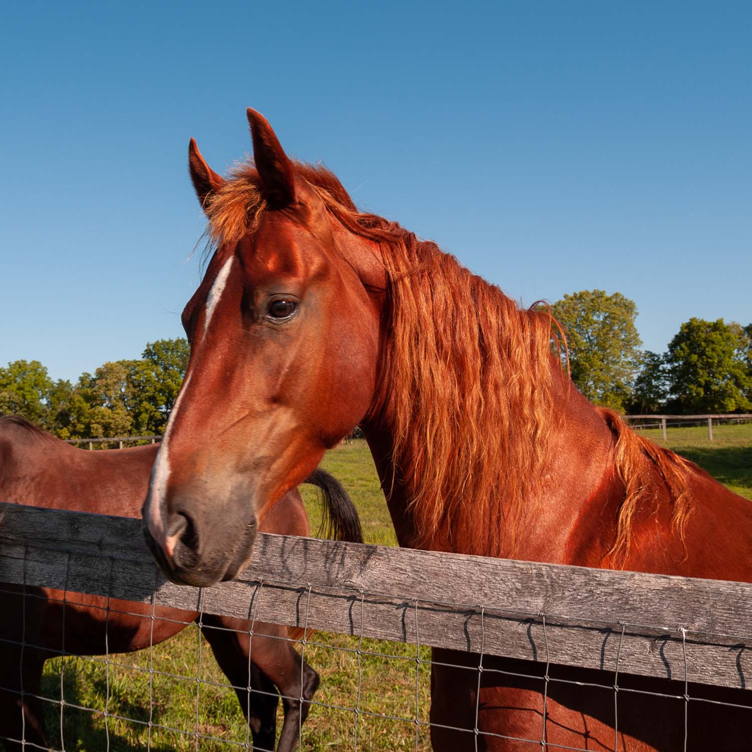 Horse at the Fence