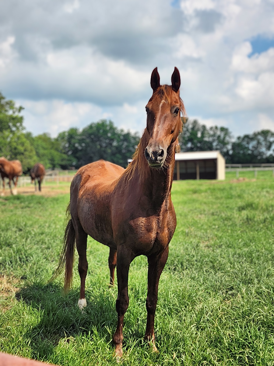 Horse standing in the pasture with a cooling shelter in the background.