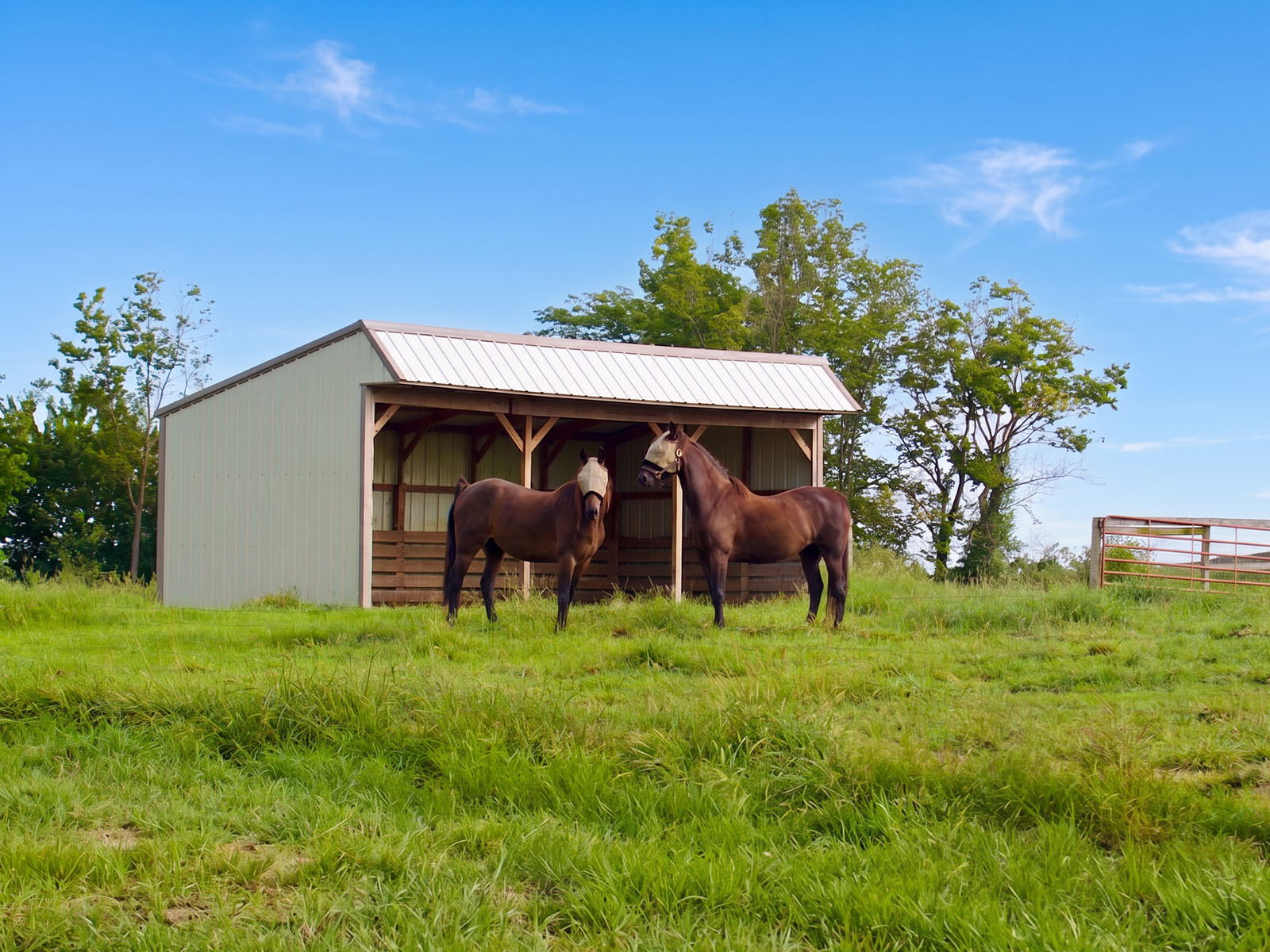 Two horses standing in front of a cooling shelter on summer day.