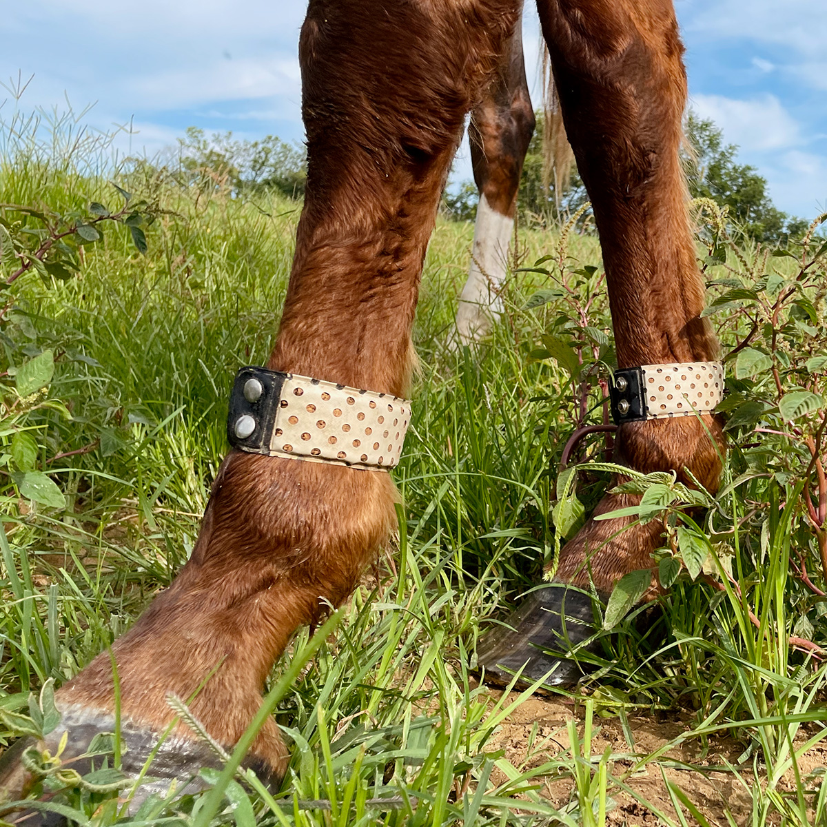 Close up of the lower legs of a horse wearing fly-repelling leg bands.
