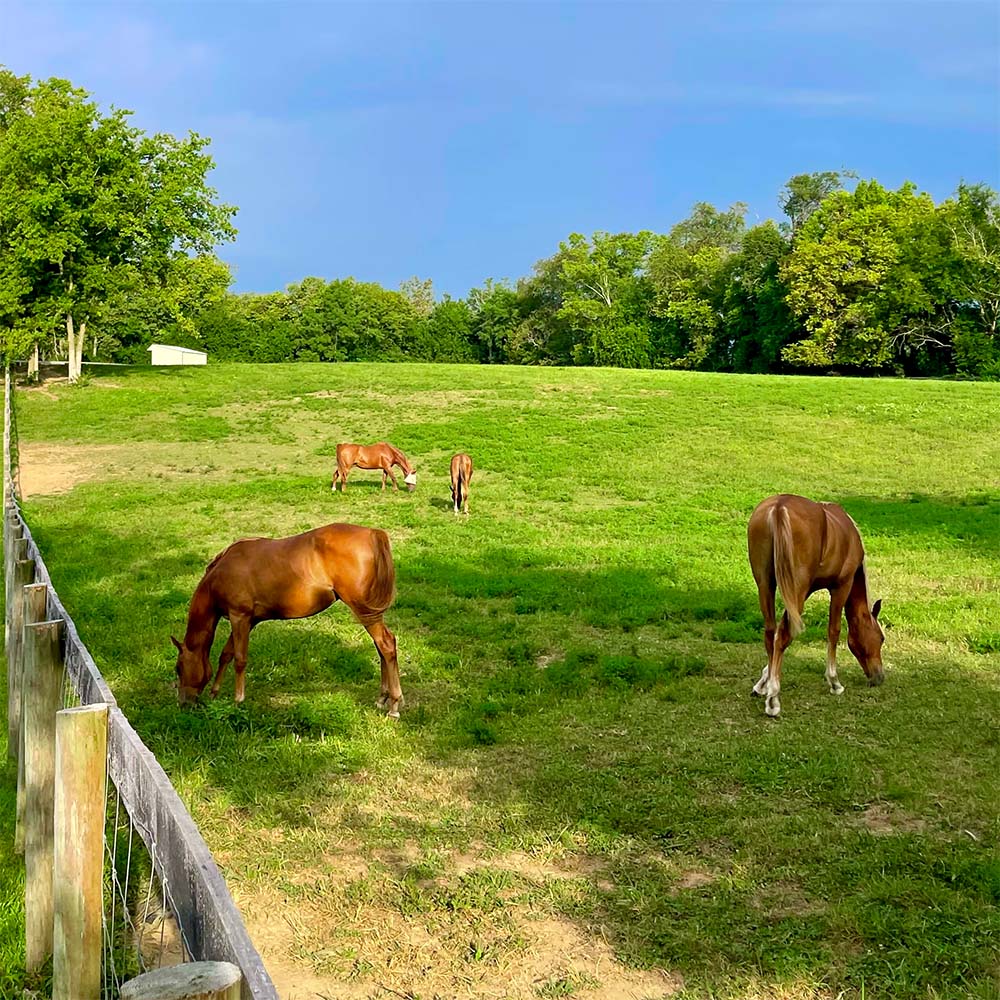 Retired Horses