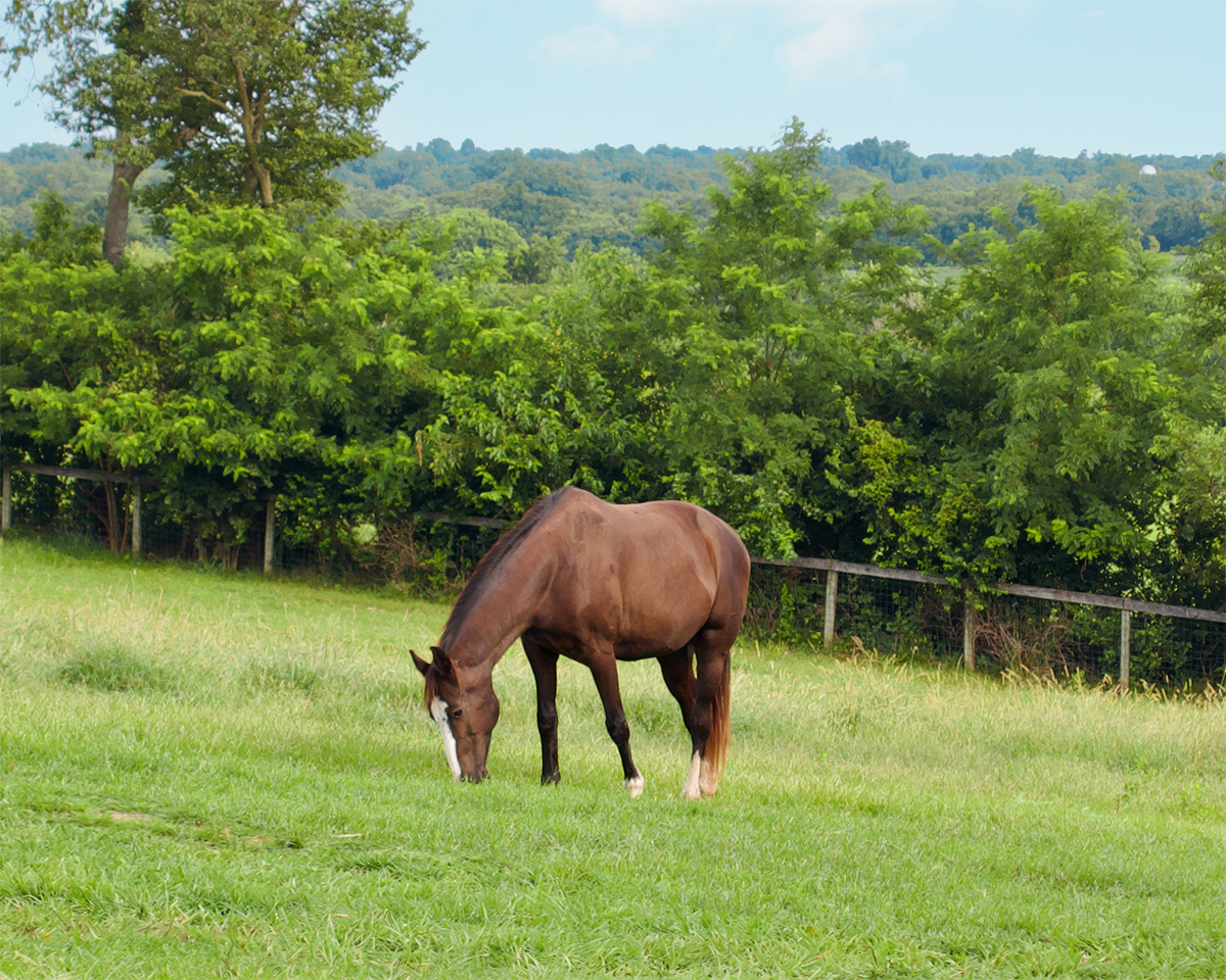 Horse grazing peacefully in a pasture by himself on a summer morning.
