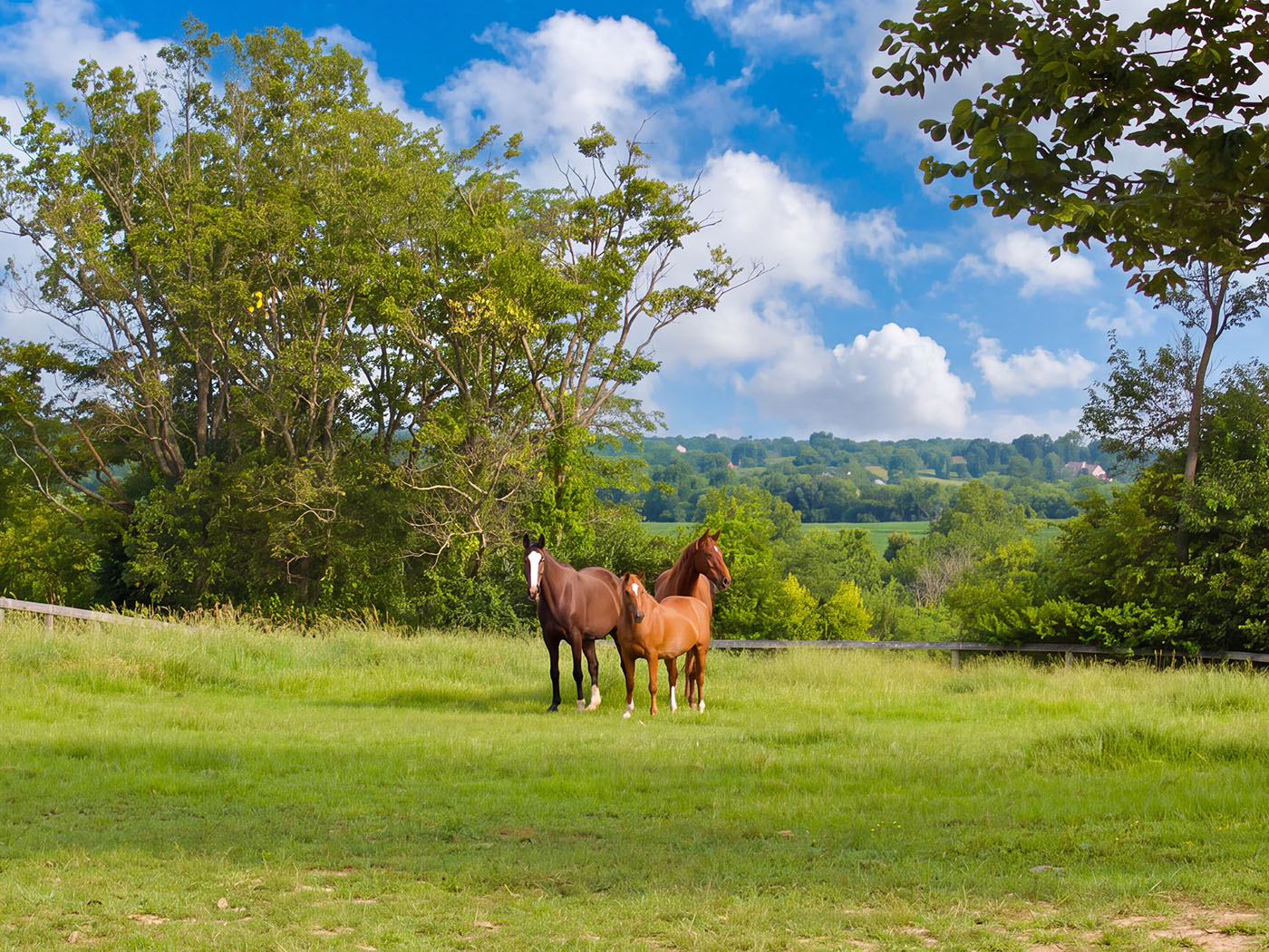 Three horses standing together in a pasture under a blue summer sky.
