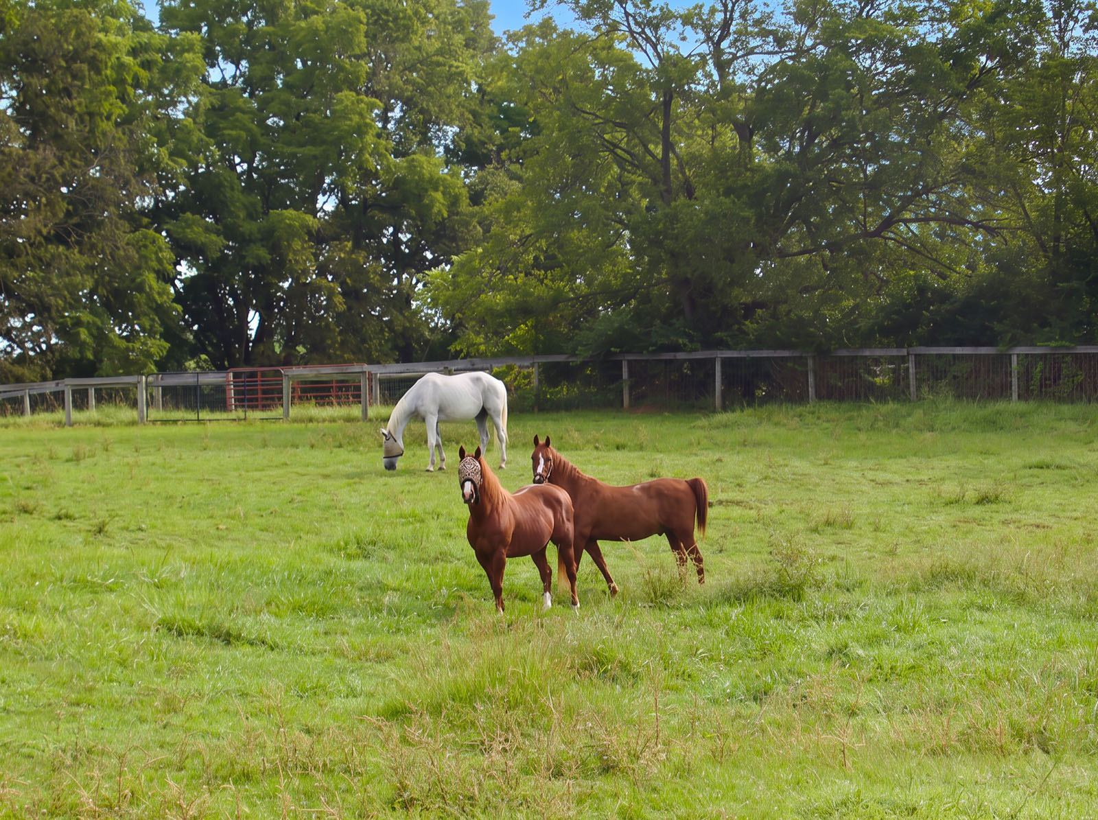 A white horse grazing in a pasture while two brown horses keep watch.