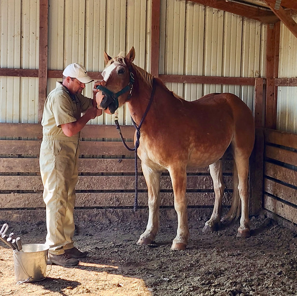 Horse having some dental work done in a cooling shelter.