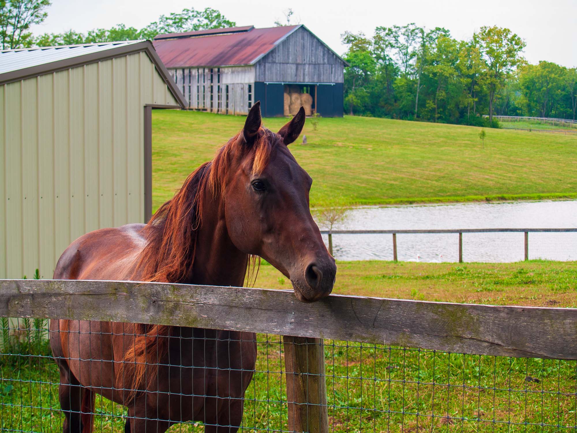 Horse Standing at Fence