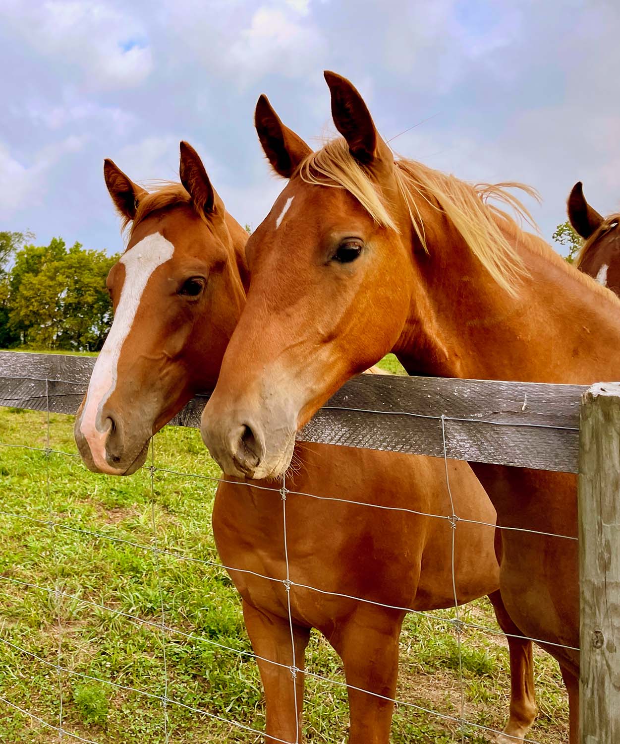 Two horses at fence